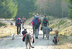 Wandern mit Mensch und Hund