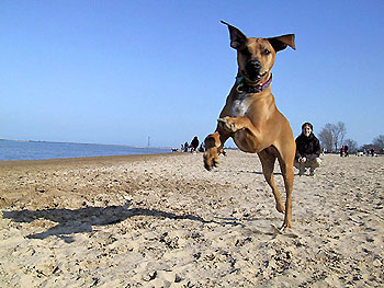 Spass am Strand