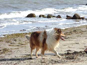 hunde_strand