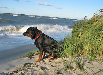 hund_und_meer