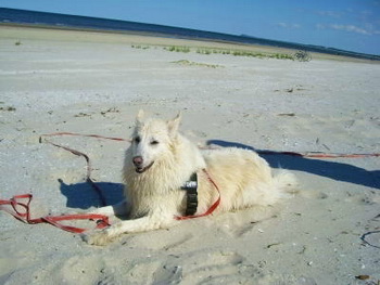 hunde_am_strand