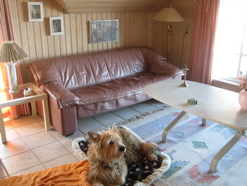 hunde_willkommen