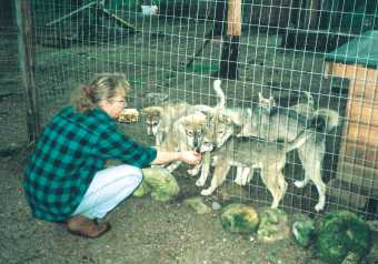 Husky Meute