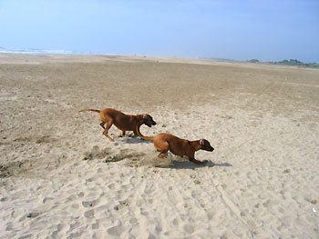 hunde_am_strand