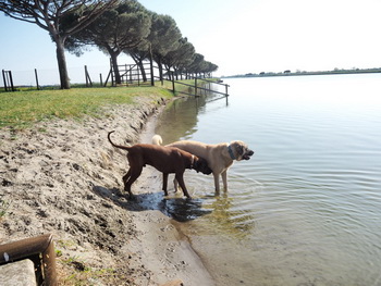 hundestrand