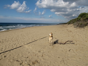 strand