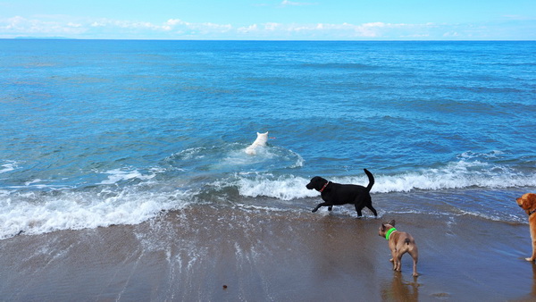 hundestrand 