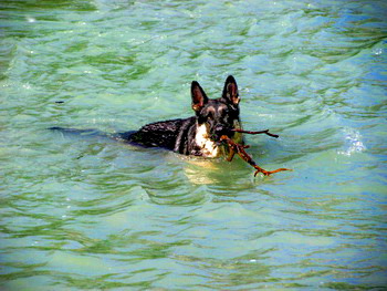 erfrischung_fuer_hunde