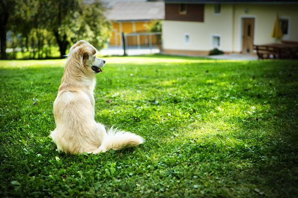 hunde willkommen