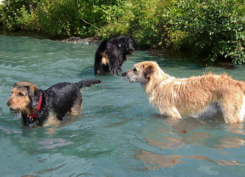 sommer mit hund